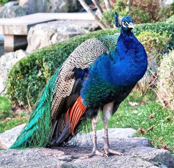 Peacock ( farmed ornamental)